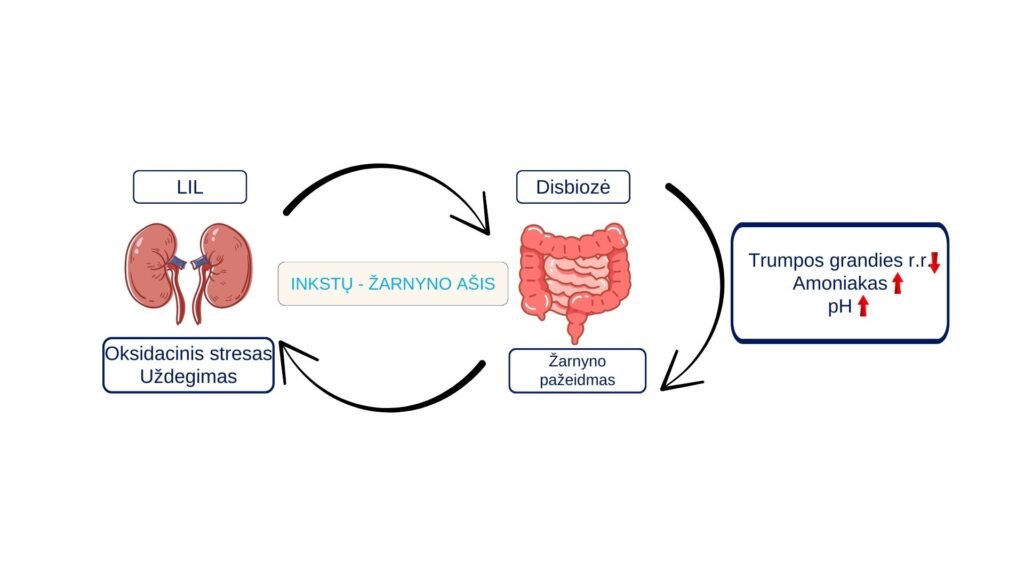 ŽARNYNO IR INKSTŲ TARPUSAVIO SĄSAJA LĖTINIŲ LIGŲ PREVENCIJA