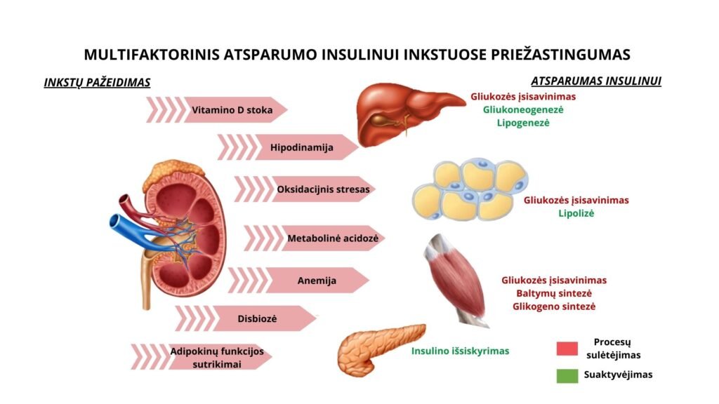 ŽARNYNO IR INKSTŲ TARPUSAVIO SĄSAJA LĖTINIŲ LIGŲ PREVENCIJA