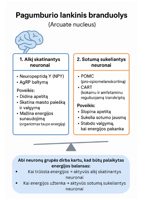 Nesu alkanas, bet vis tiek valgau – pažįstama? II dalis: Hedoninis alkis