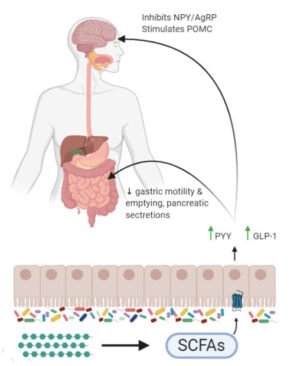 Ar tikrai mes patys visada kontroliuojame savo apetitą? Žarnyno bakterijų vaidmuo formuojant alkio pojūtį