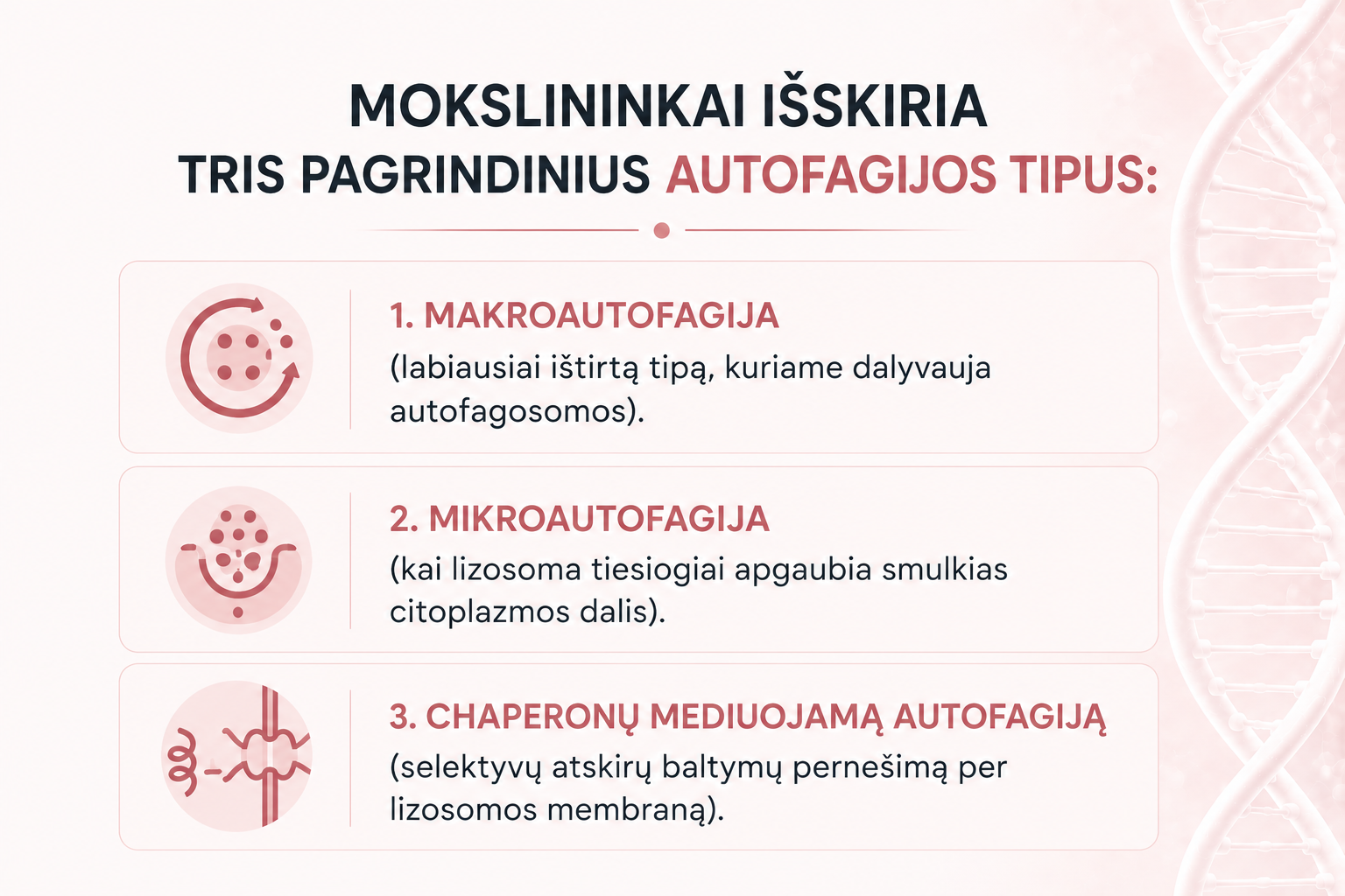 Autofagija: kas tai, kaip veikia ir kada prasideda ląstelių savęs valymas