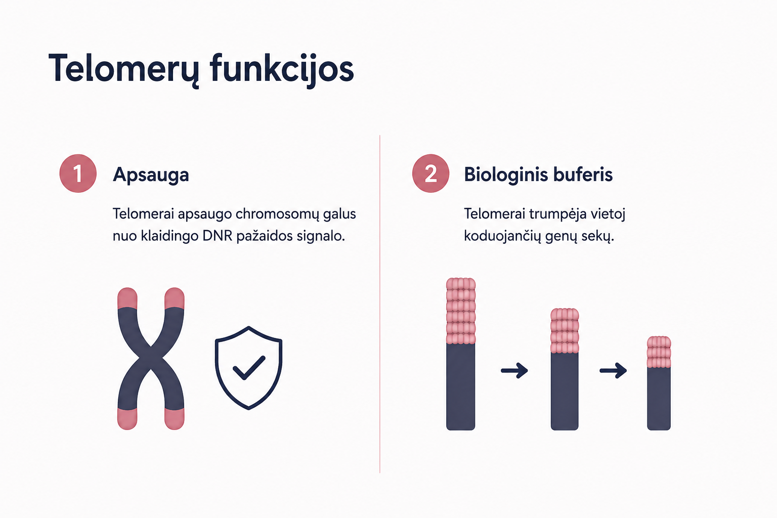 Telomerai: kas tai, kaip jie veikia senėjimą ir ką galima padaryti